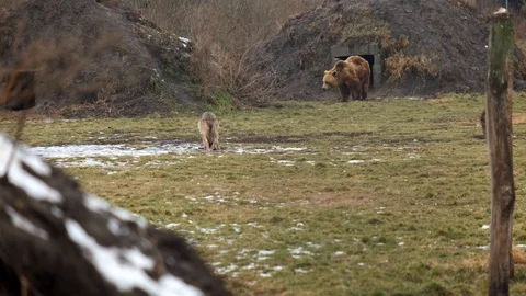 Grey wolves and a brown bear in the distance. 動画素材 102323955