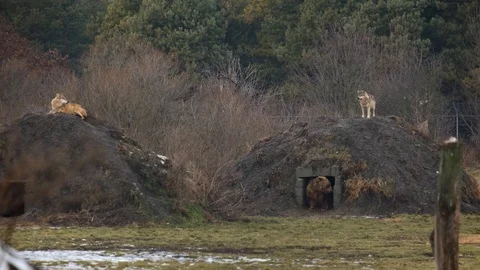 Grey wolves and a brown bear in the distance. Stock Footage 102324125