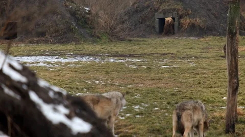 Grey wolves and a brown bear in the distance. Stock Footage 102324462