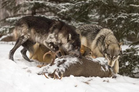 Grey Wolves (Canis lupus) Gather Over Deer Carcass Winter Stock Photos