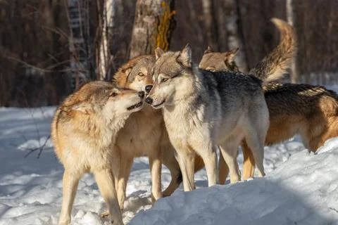 Grey Wolves (Canis lupus) Gather Together Sniffing and Wagging Winter Stock Photos