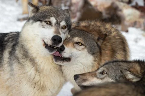 Grey Wolves (Canis lupus) Head to Head Licking and Sniffing Winter Stock Photos