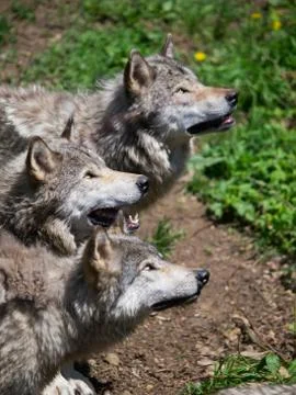 Grey wolves pack looking up Stock Photos