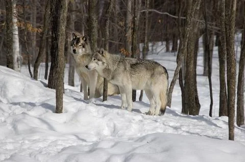 Grey wolves in winter. Stock Photos