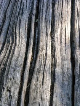 Grey wood texture 스톡 사진