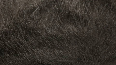 Grey wool cat on the screen.Loop.Time Lapse.4K 스톡 동영상 53303292