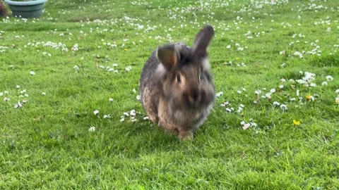 Grey/brown rabbit in back garden hops towards camera, then quickly away, 4K Stock Footage 309568049