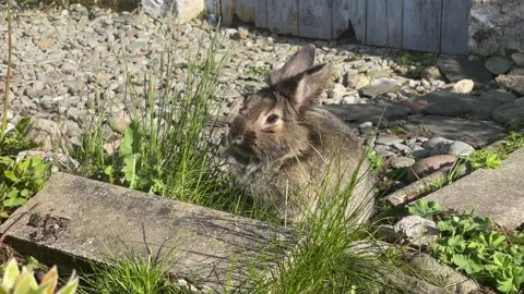 Grey/brown rabbit eating grass in back garden in front of wooden door, 4K Stock Footage 309568659