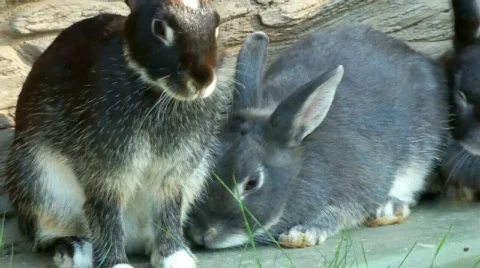 Greybunny 스톡 동영상 510404