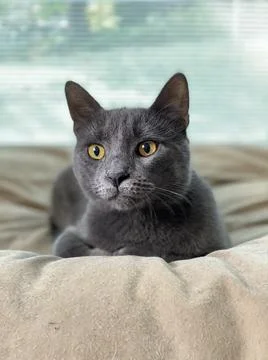 GreyCat Stock Photos