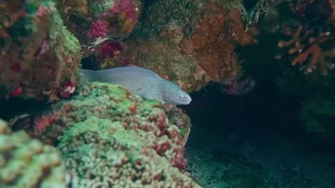 Greyface Moray Eel Gymnothorax thyrsoideus with small head spots in tropical ree Stock Footage 311925474