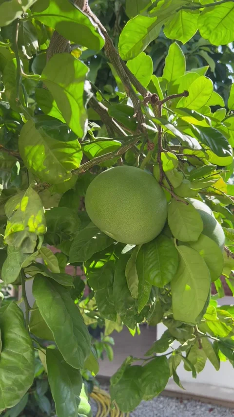 Greyfruit tree in a garden by summer Stock Footage 337151779