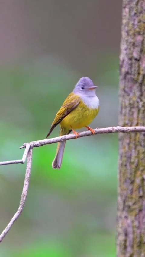 Greyheaded canaryflycatcher perched on a thin branch in the forest Stock Footage 335049406