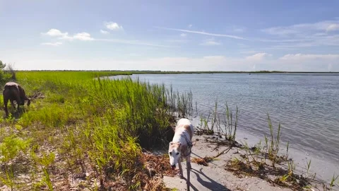Greyhound and Boxer Exploring a Coastal Island at Sunrise Stock Footage 346407201