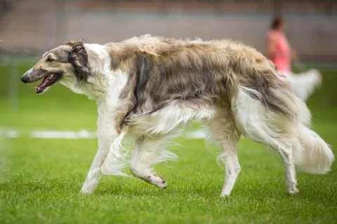 Greyhound - Barsoi Stock-Fotos