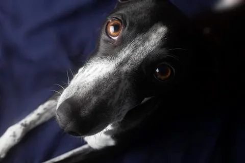 Greyhound curious look Stock Photos