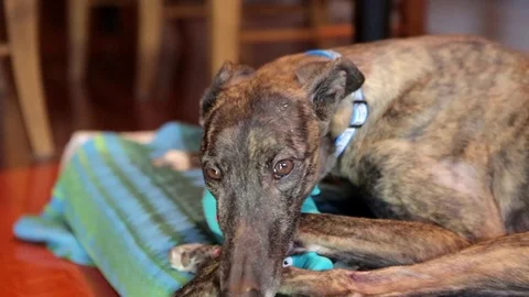 Greyhound Dog lies around Stock Footage
