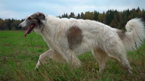 Greyhound Dog Walks In The Field 動画素材 165504591