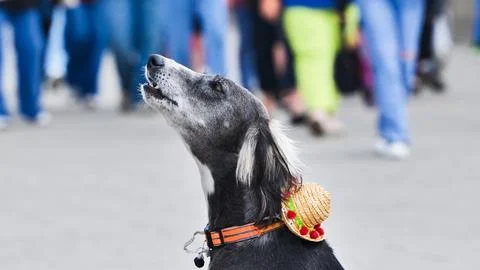 Greyhound dog wearing a tiny straw sombrero hat and howling in a public street Stock Photos