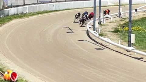 Greyhound Dogs Racing Stock Footage 195224431