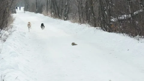 Greyhound dogs run after a hare Stock Footage 152120185