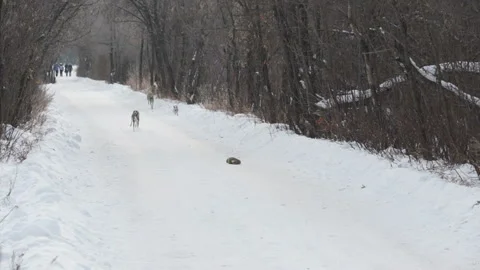 Greyhound dogs run after a hare Stock Footage 152120243