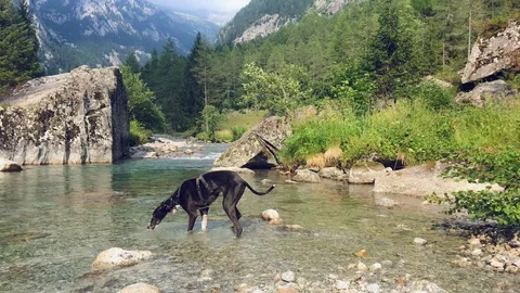 Greyhound drinks from the river Stock Footage 119018619