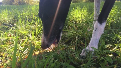 Greyhound drinks water in the grass Stock Footage 123233398