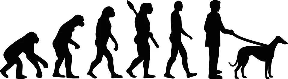 Greyhound evolution 스톡 일러스트
