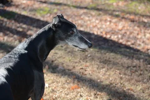 Greyhound in Fall Stockfoto's