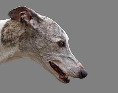 Greyhound head Stock Photos