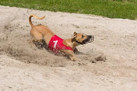 Greyhound jumping into sand Stock Photos