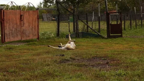 Greyhound lying in the grass Stock Footage 99525913