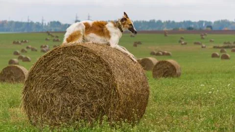 Greyhound lying on the haystack in the autumn field. Stock Photos