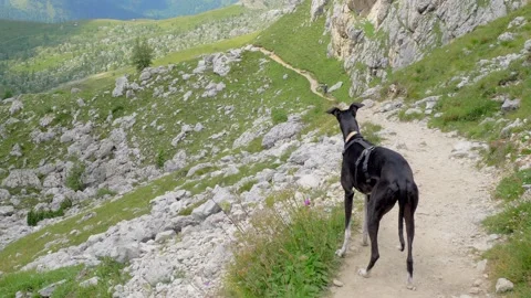 Greyhound on mountain trail Stock Footage 172192336