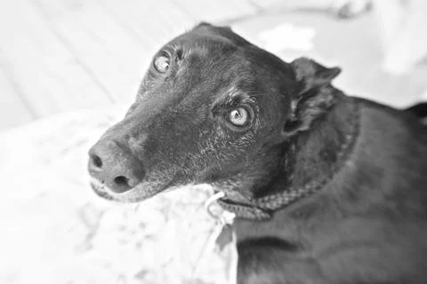 Greyhound Stock Photos