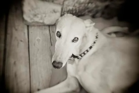Greyhound Stock Photos