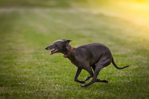 Greyhound Stock Photos