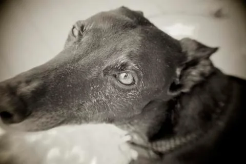 Greyhound Stock Photos