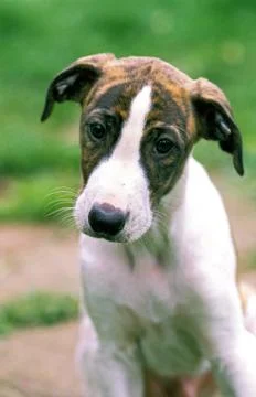 GREYHOUND Stock Photos