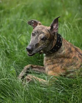 Greyhound Stock Photos