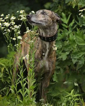 Greyhound Foto stock