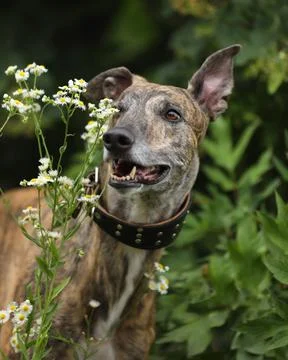 Greyhound Stock Photos