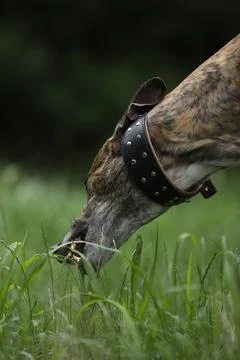 Greyhound Stock Photos
