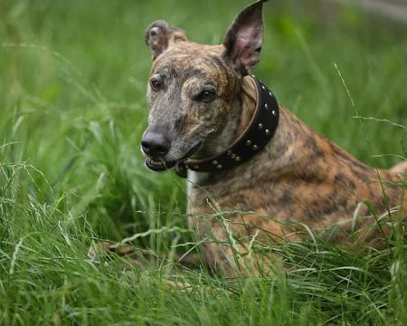 Greyhound Stock Photos