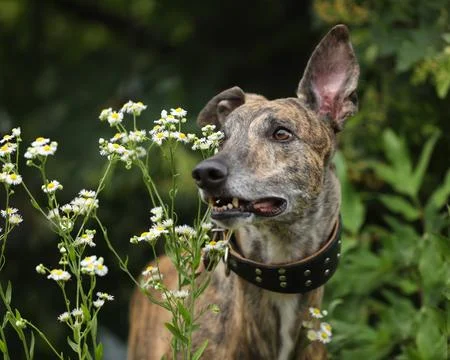 Greyhound Stock Photos