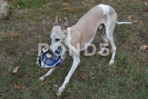 Greyhound playing with deflated balloon in the garden Stock Photos