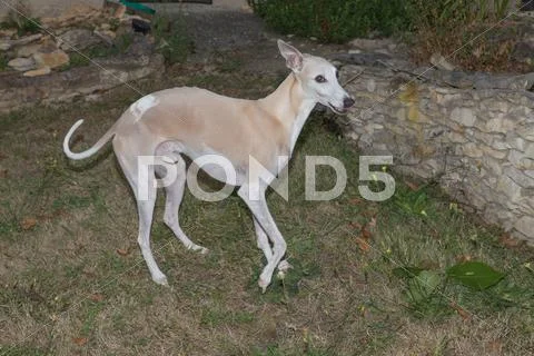 Greyhound portrait on the green grass Stock Photos