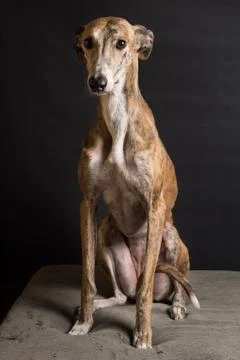 Greyhound portrait isolated on a black background Stock Photos