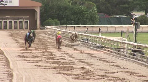 Greyhound Race 스톡 동영상 50898575